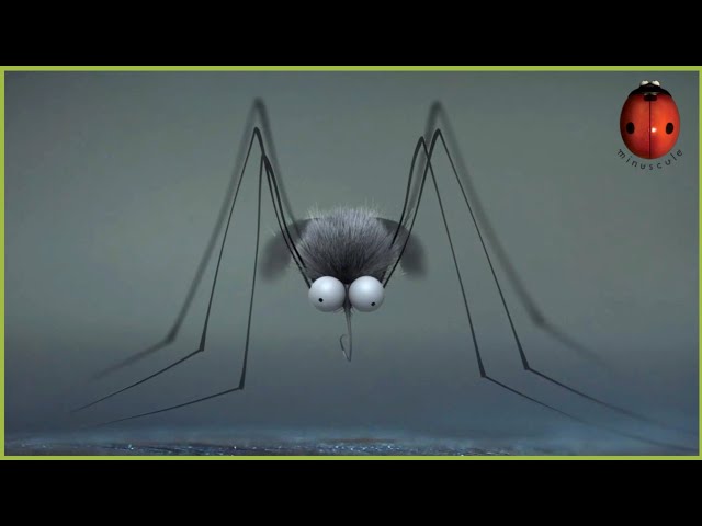 Fly Swatter | Minuscule 🍃 15' Compilation