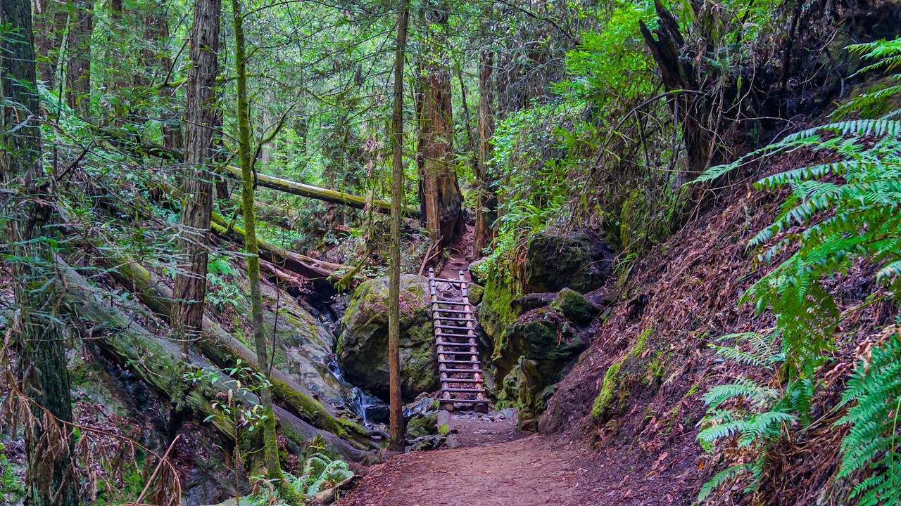 Following Steep Ravine Trail through Redwood Forest | Marin, California