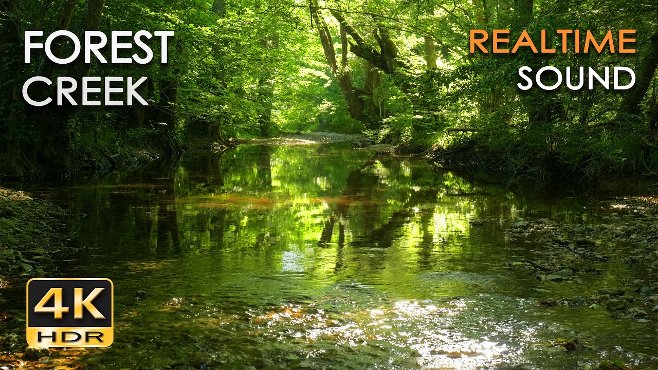 Forest Creek – 9h REALTIME Birdsong & Gentle Babbling Water | No Loop Nature Sounds - 5.1 Surround