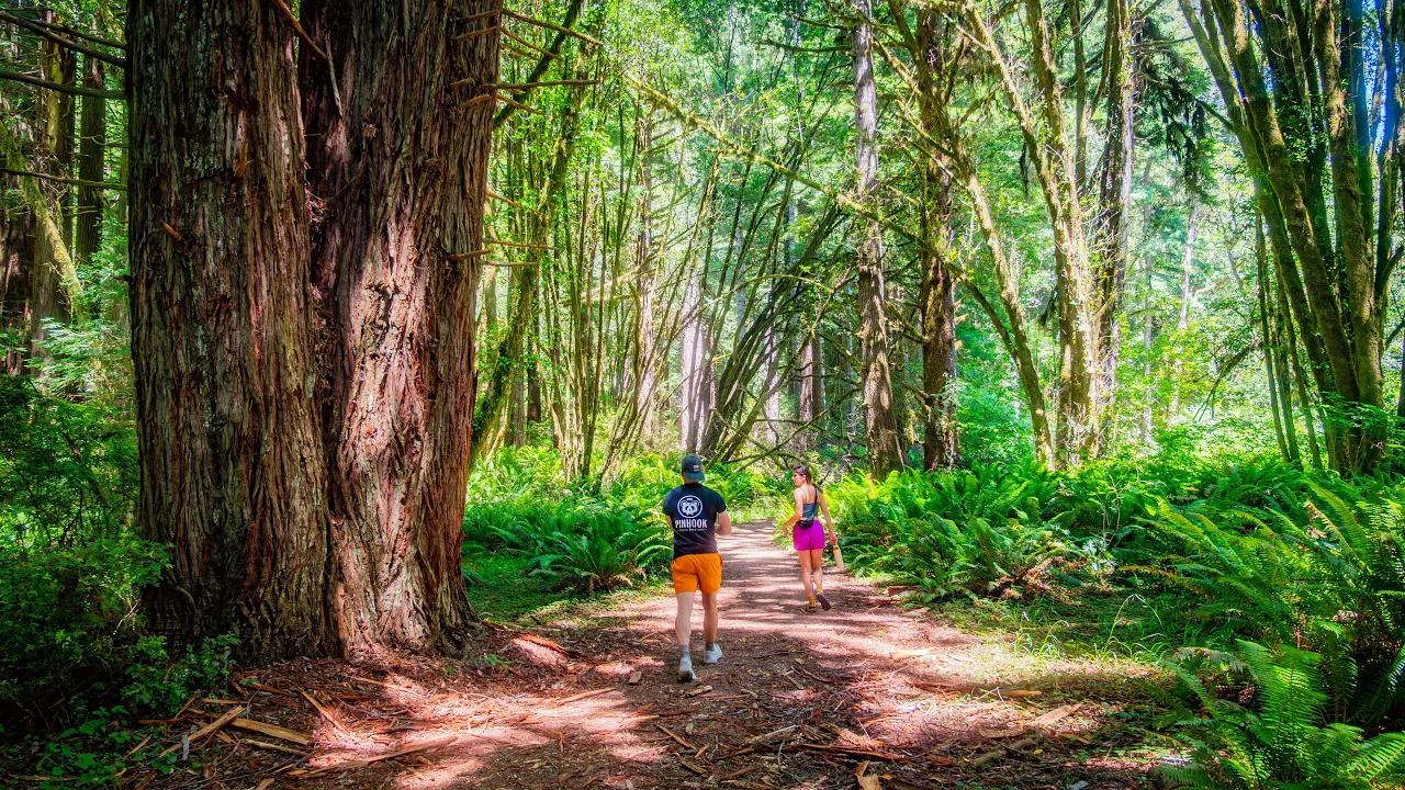 Forest Trail Jogging Experience 4K | Wilderness Creek Trail Sounds for Exercise