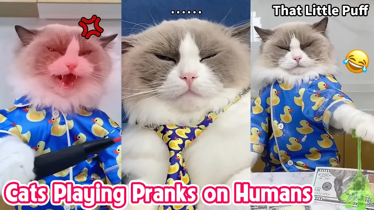 Funniest Cat Prank Compilation 😂🐱 | That Little Puff