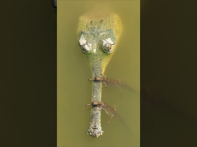 Gharial hatchlings explore the ancient Gandak River 🐊 #Shorts #Animals #Nature