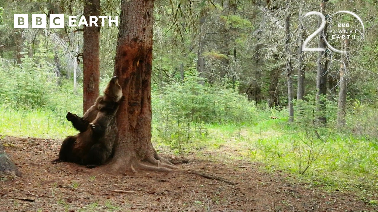 Grizzly Bears Enjoy A Back Scratch! | 20 Years of Planet Earth II | BBC Earth