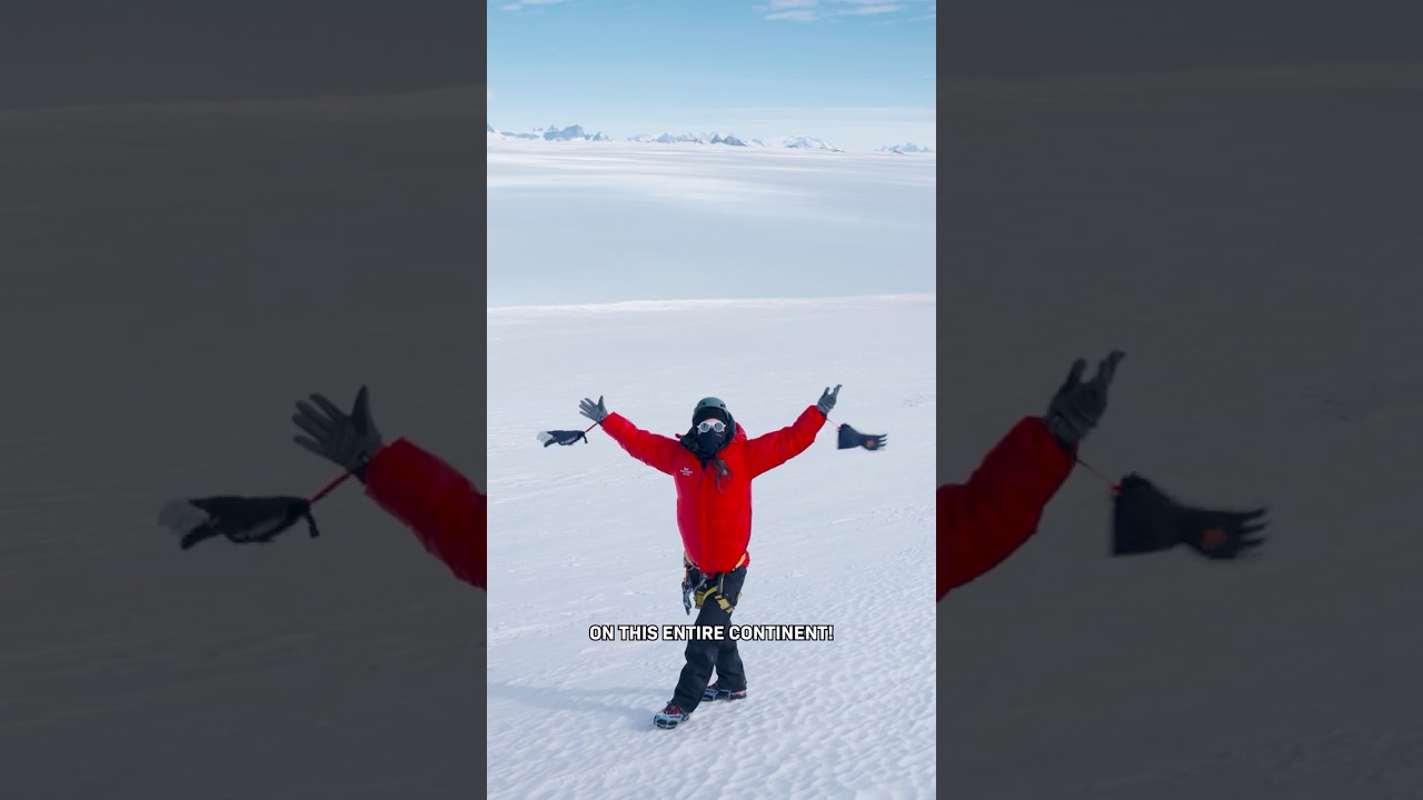 Guess The Biggest Land Animal in Antarctica