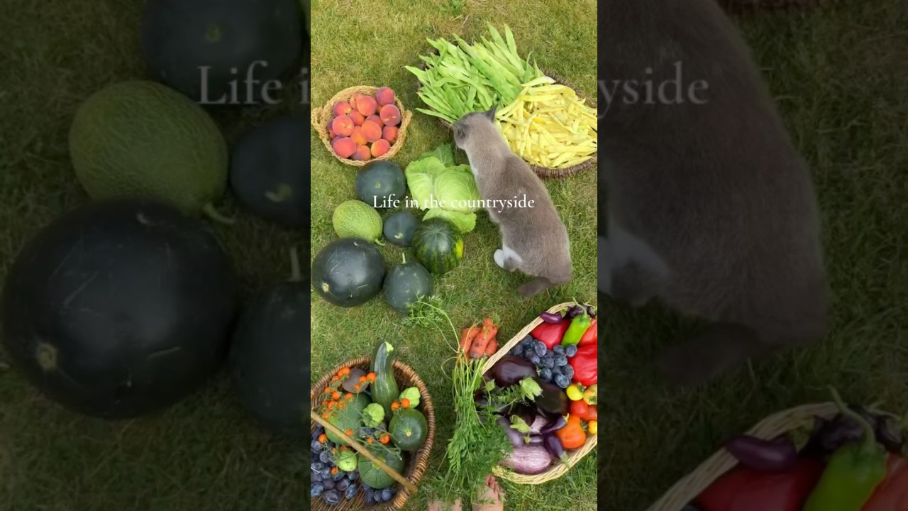 Harvest baskets from May to October 🍓🫑🍑🥒🍅🌽