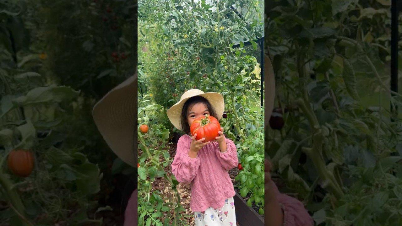 Harvest with me 🌿 Tomato Edition 🍅🍅🍅