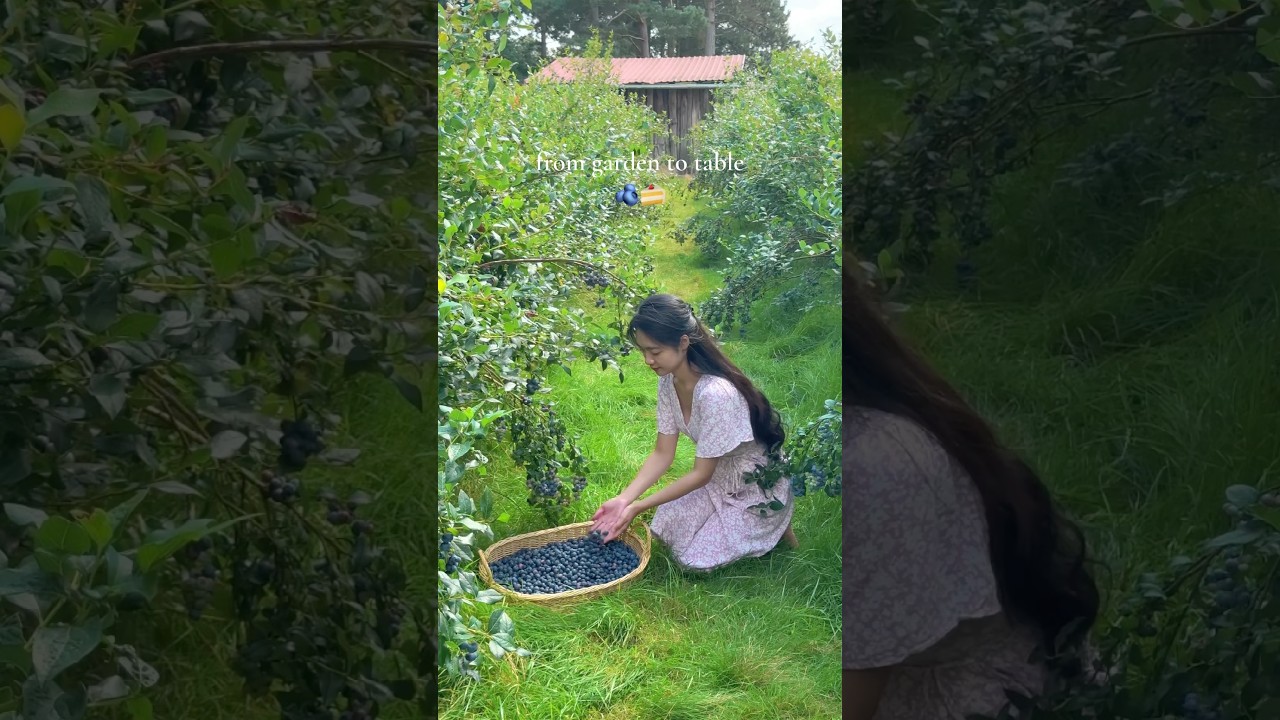 Harvesting blueberries and baking blueberries bun