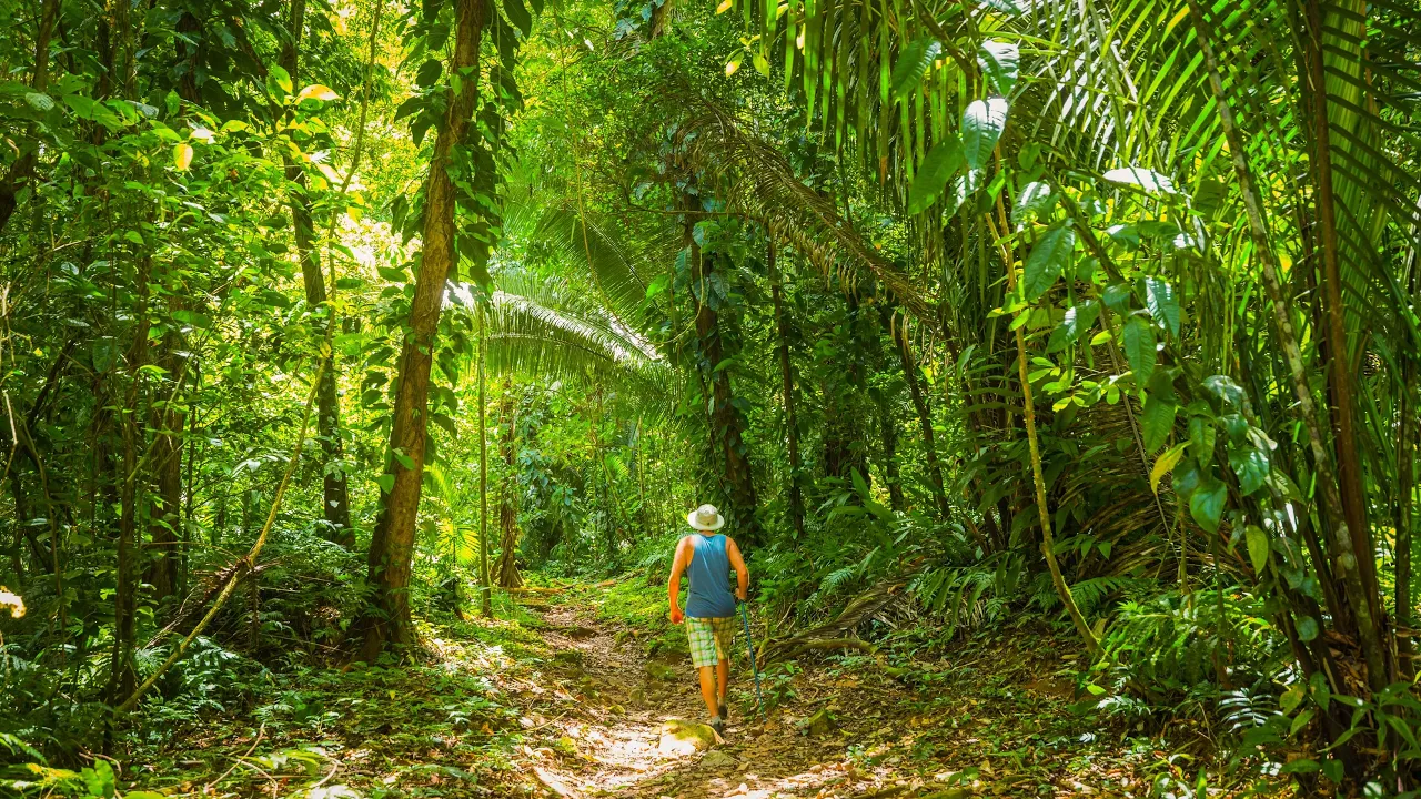 Hawaiian Jungle Walk in 4K | Lyon Arboretum Virtual Tour & Nature Sounds (Ep 2)