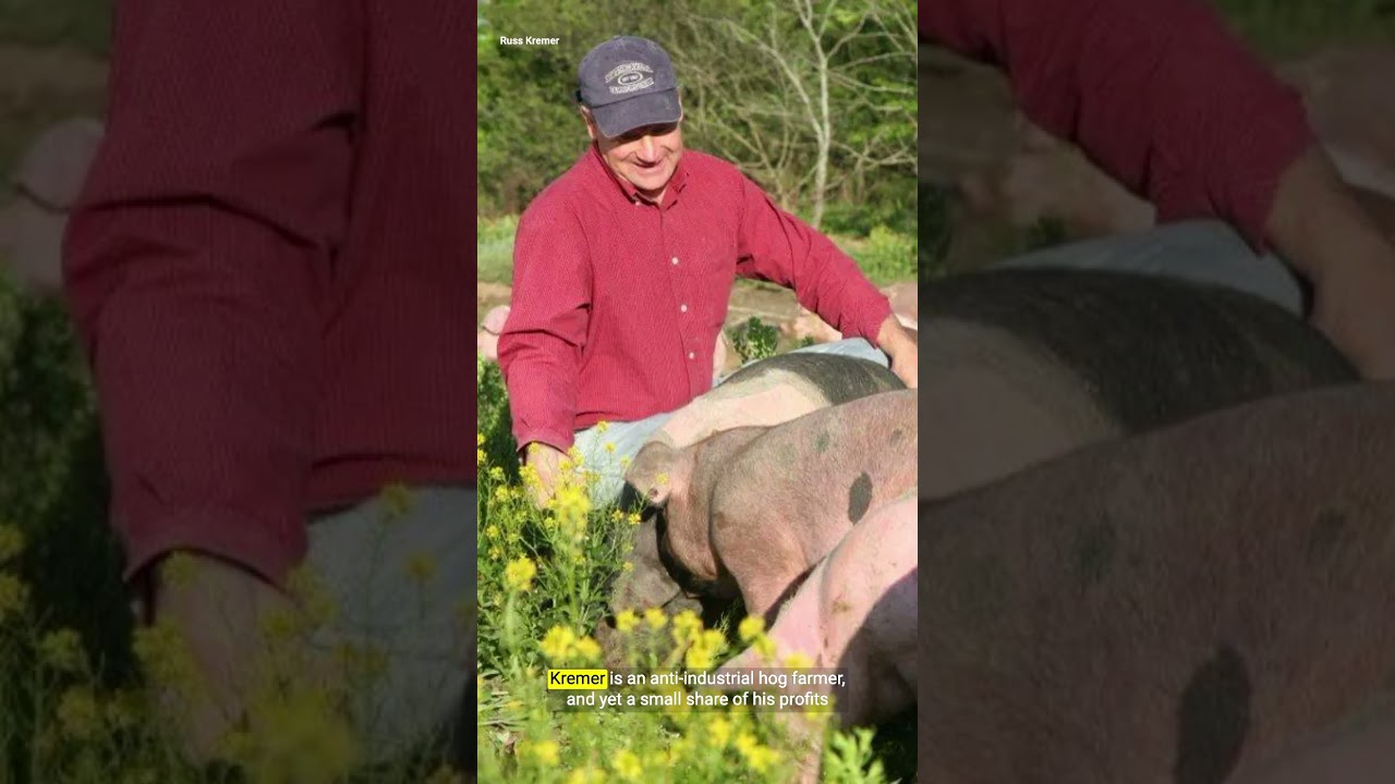 How Big Pork takes money from small farmers — then uses it to lobby against them