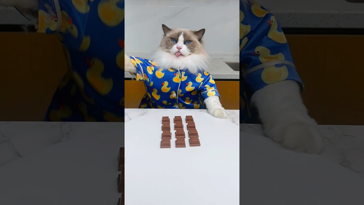 How to make the Infinite Chocolate Loop properly.#thatlilttlepuff #funny