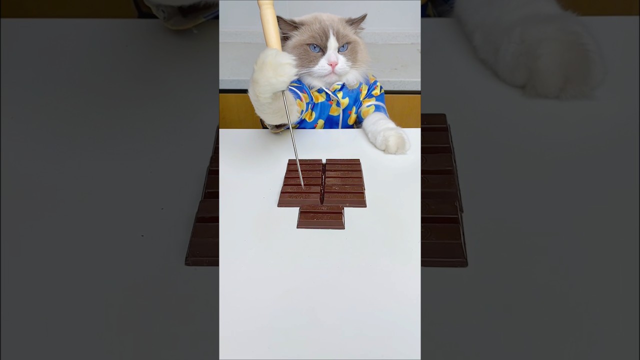 How to make???🤯the INFINITE CHOCOLATE LOOP | Chocolate Trick#challenge #tricks #thatlittlepuff