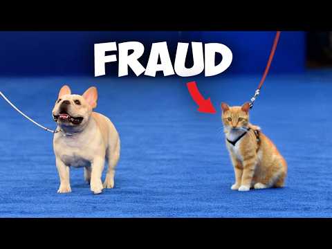 I Snuck A Cat Into A Dog Show