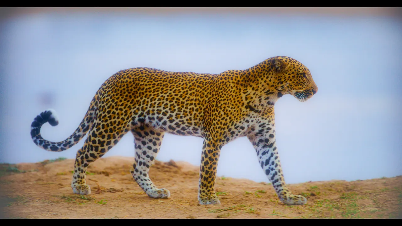 Incredible Wildlife of Botswana 8K HDR | Lions, Elephants & African Safari Animals - #2 | Calm Music