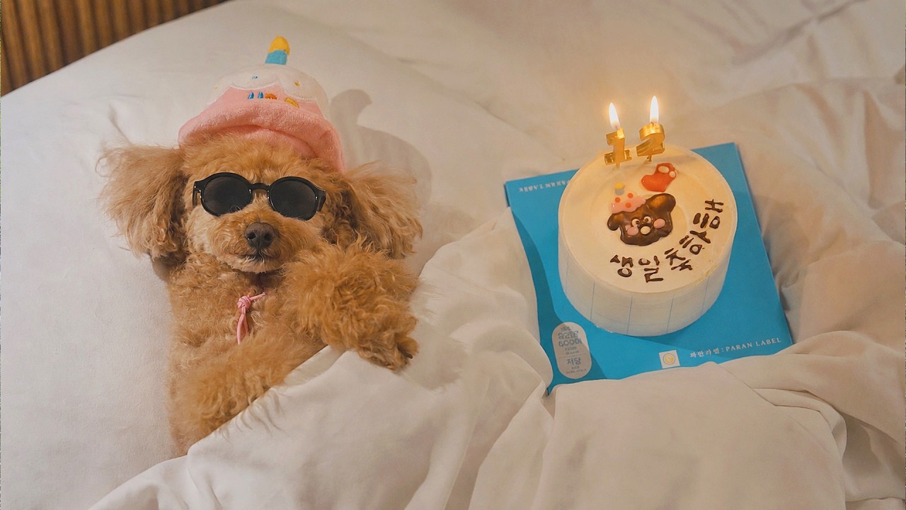 It's My Dog Ryua's 12th Birthday!! . Summer Glam Camping ASMR