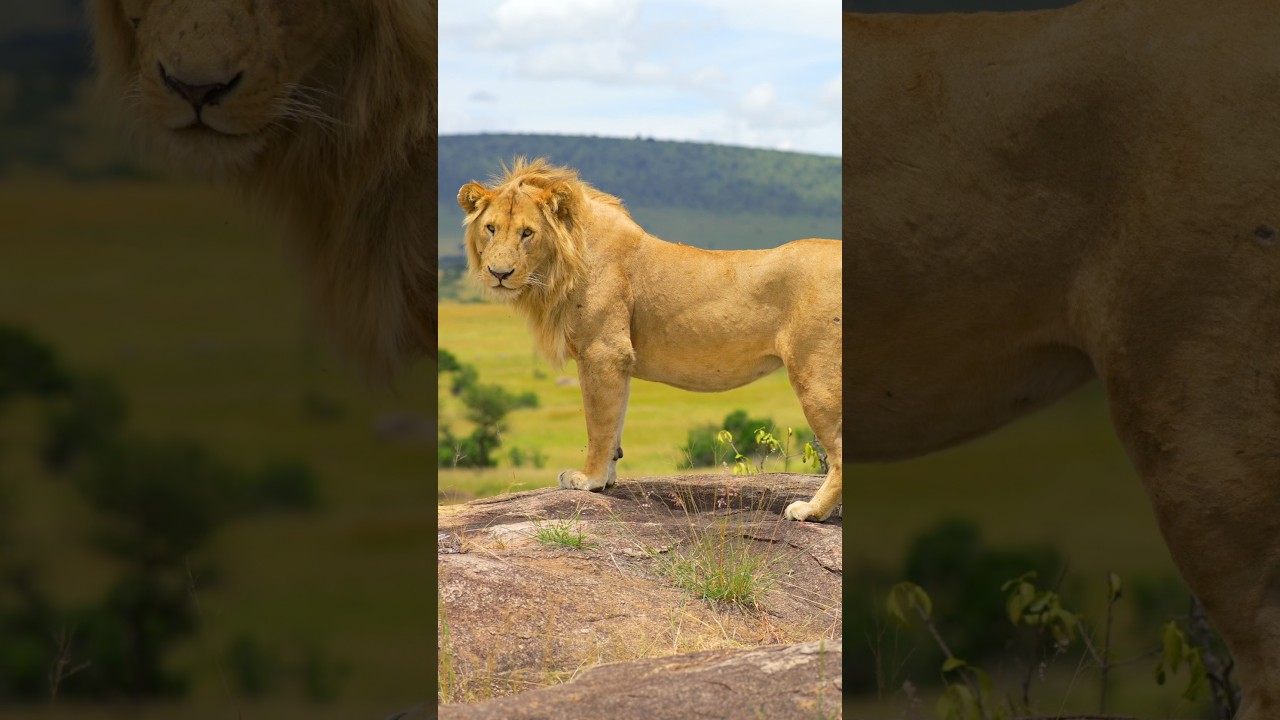 Lions of Africa 🦁🌍