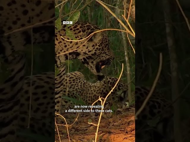 Love in the animal kingdom ❤️ #Shorts #Animals #Love