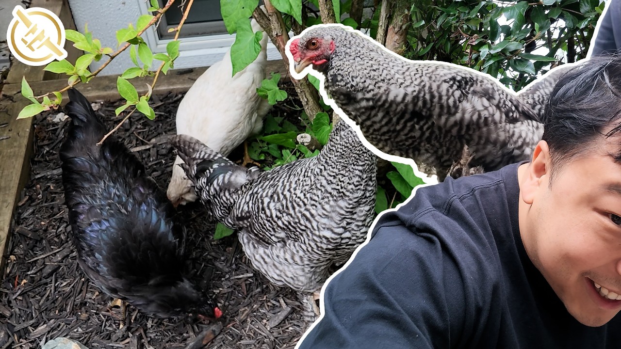 Meet the Pets - Yvonne's Three Chickens