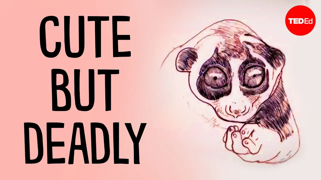 Meet the slow loris, the only venomous primate in existence - Stephanie A. Poindexter
