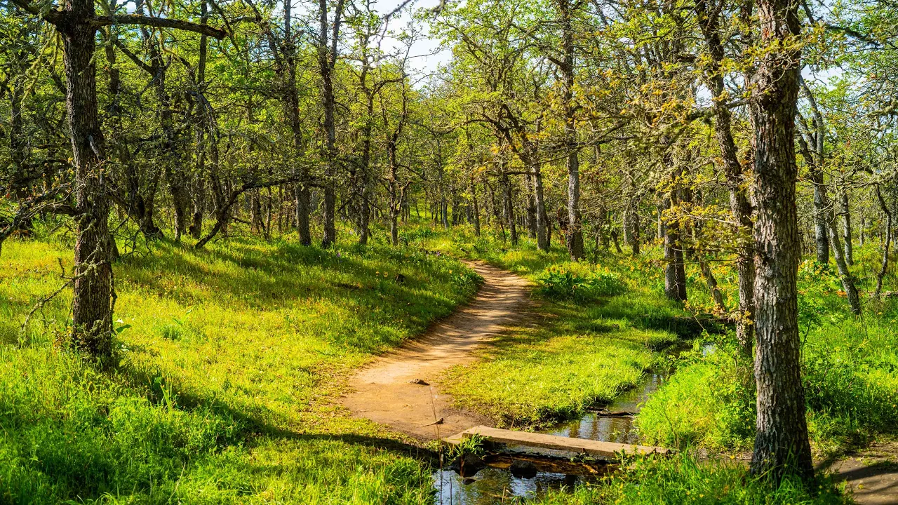 Memaloose Hills Trail Hike in 8K | Oregon's Wildflower Paradise with Real Nature Sounds