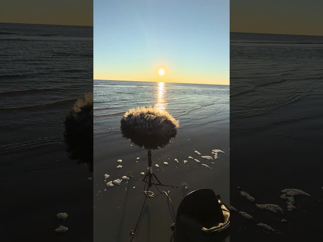 Morning Sound Capture at Jekyll Island, GA #asmr
