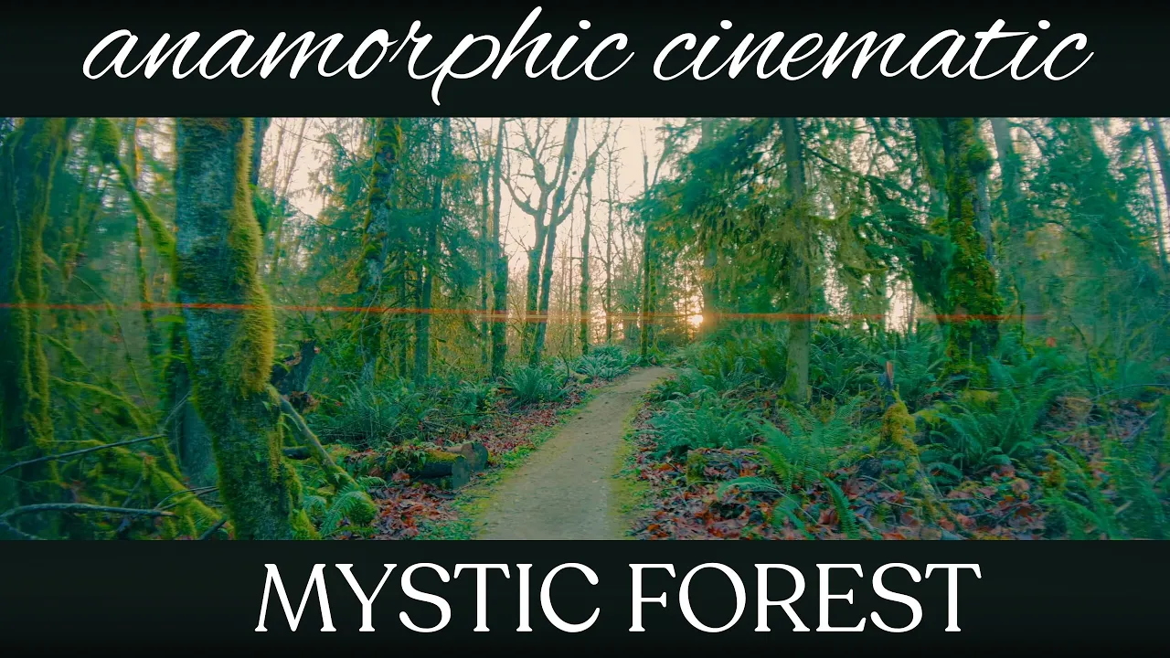 Mystic Moss Forest Walk in 4K UHD | Cinematic Anamorphic Virtual Tour – Echo Peak WA