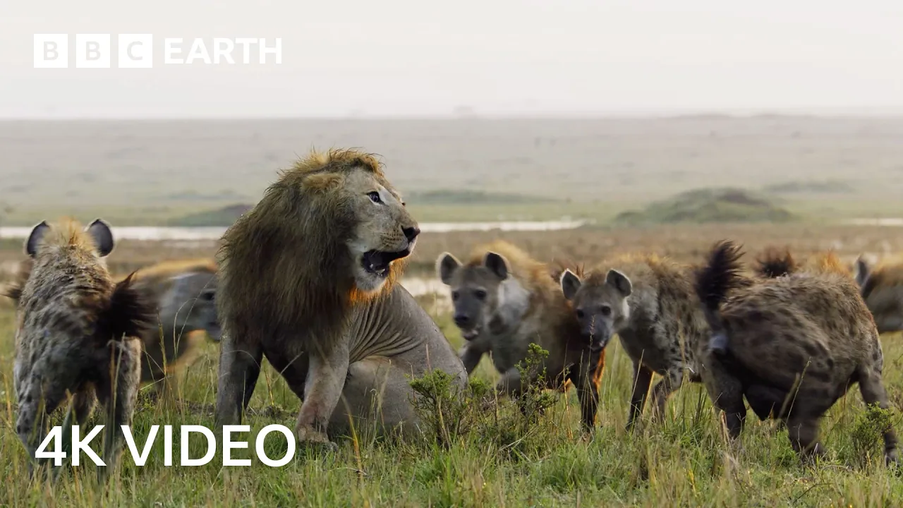 Nature's Deadliest Duels | 4K UHD | BBC Earth