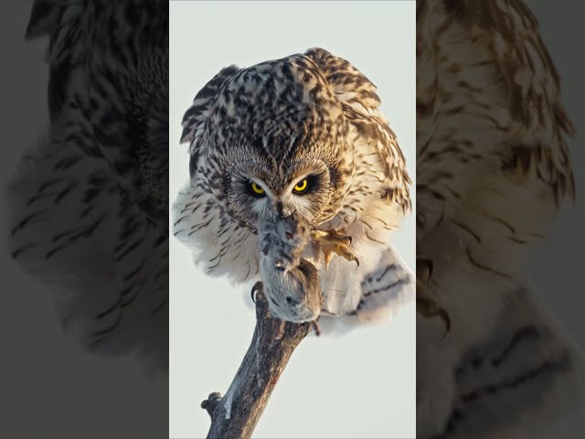 Nature's silent predator at work 🦉 #Shorts #Animals #Wildlife
