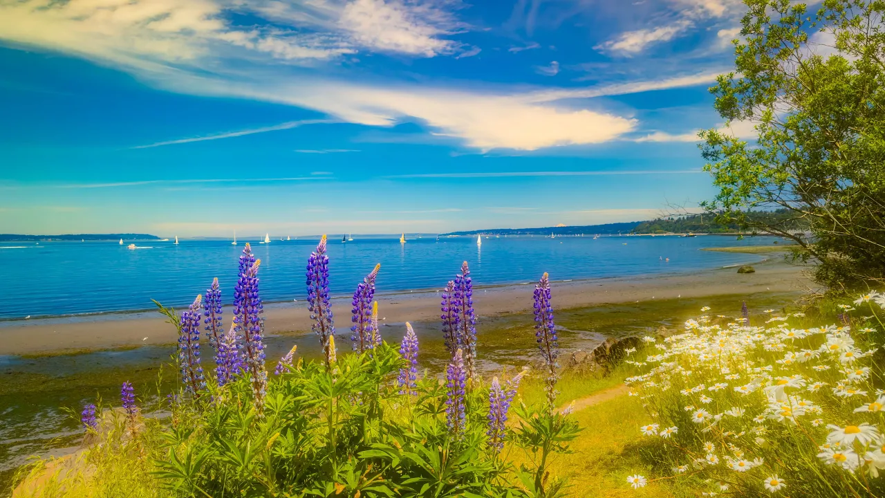 One Summer Day in Discovery Park, Seattle | Nature Sounds ASMR (4K HDR)
