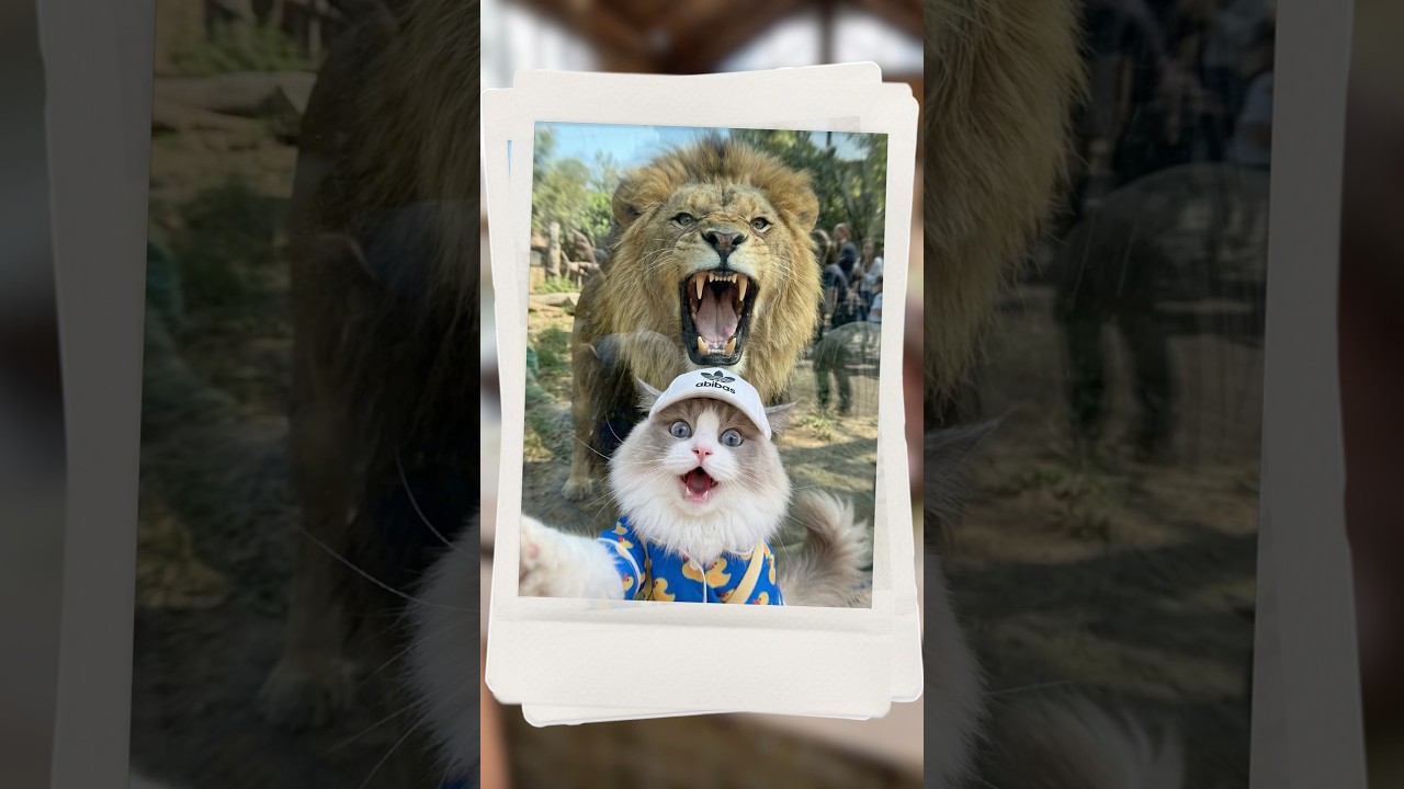 Our first v-long… Out exploring! #thatlittlepuff #puffatzoo