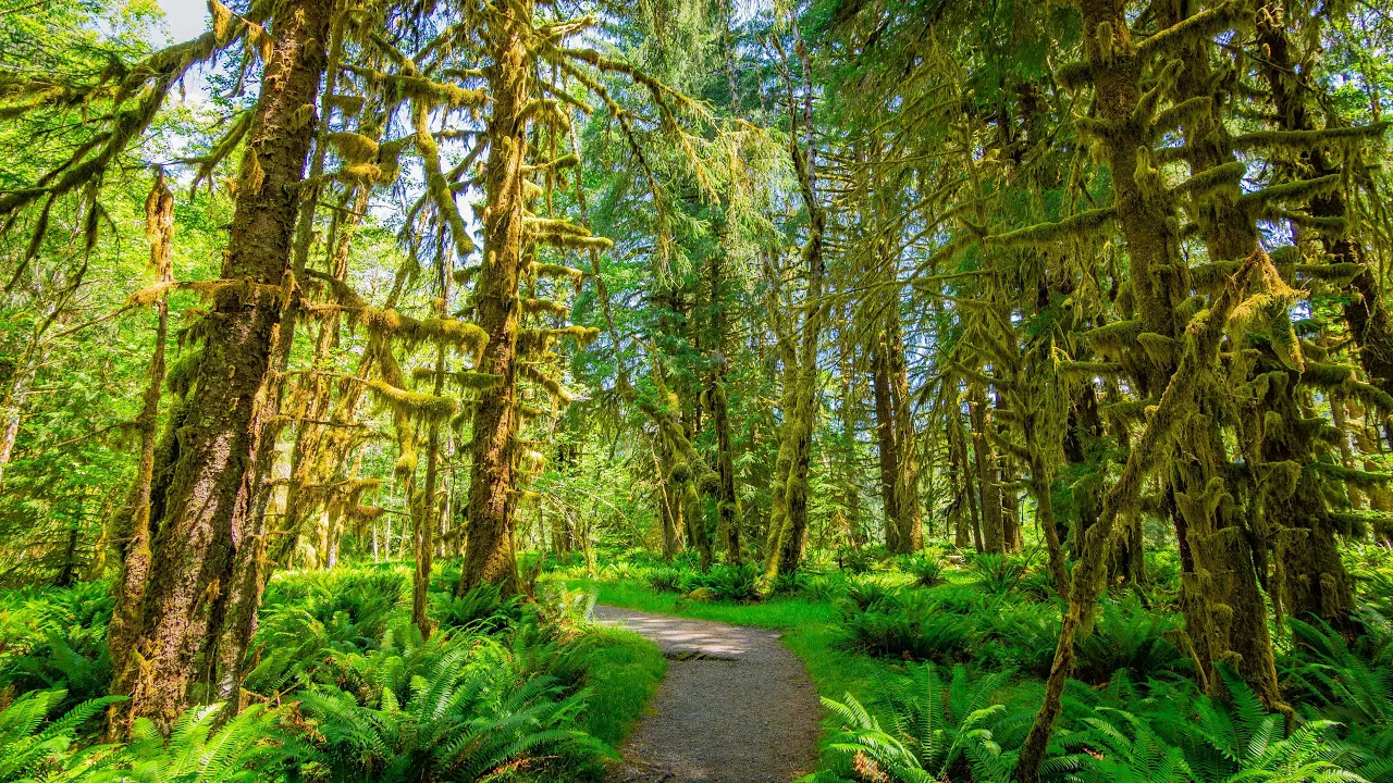 Peaceful Summer Forest Walk | 4K HDR Virtual Hike with Real Footstep Sounds - Ep 1