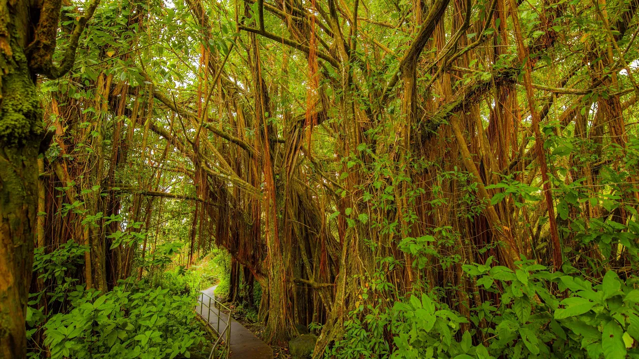 Peaceful Walk Through Hawaii's Tropical Jungle in 4K | Lyon Arboretum with Real Nature Sounds (Ep 3)