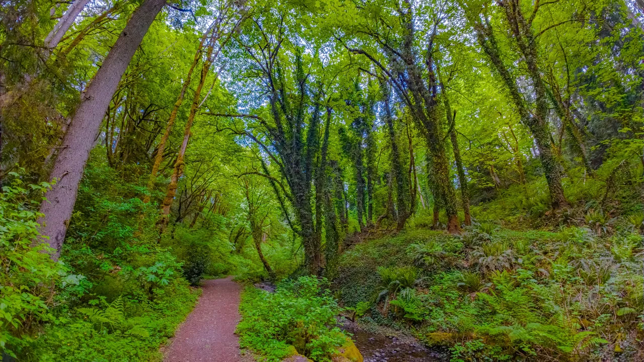 Poo Poo Point Trail Virtual Hike in 8K HDR | Summer Forest Walk Near Seattle