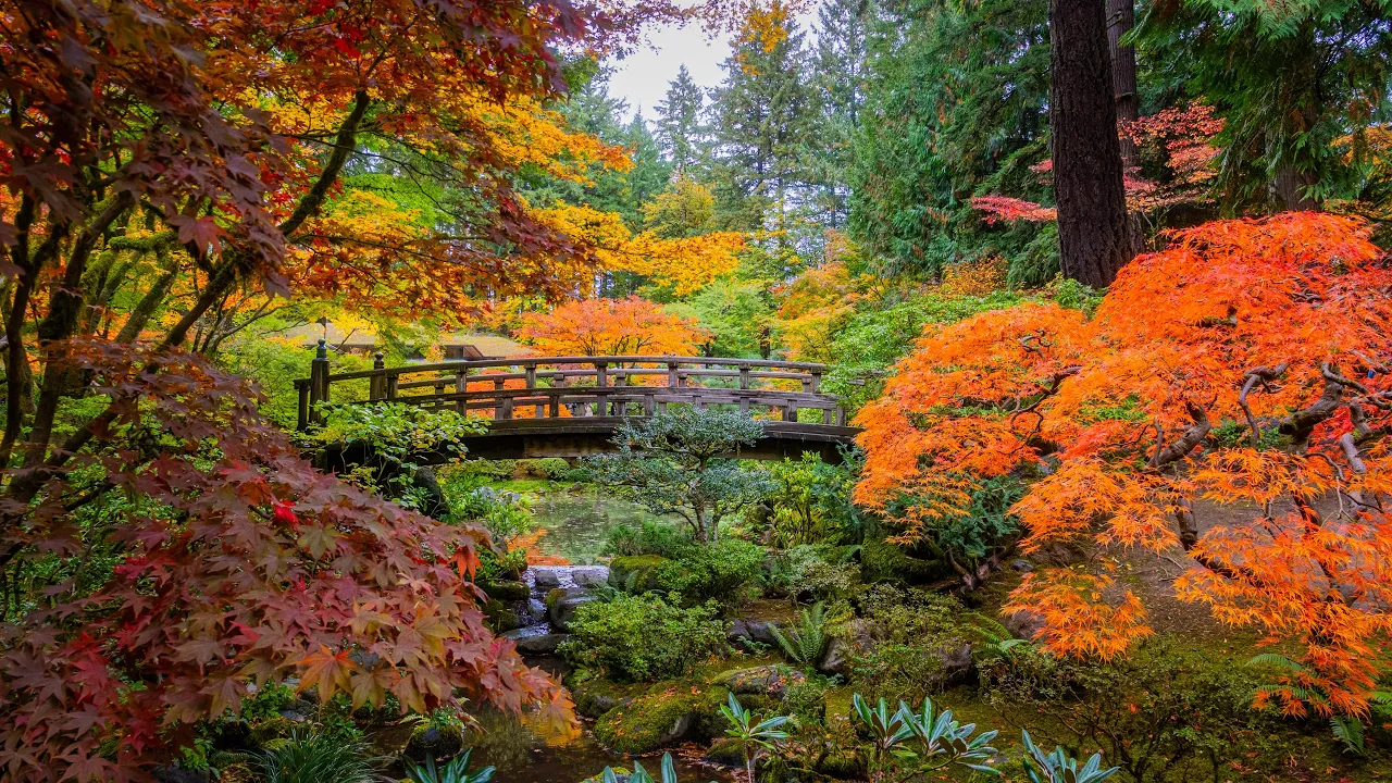 Portland Japanese Garden Autumn 8K HDR - Fall Colors, Waterfalls & Relaxing Piano