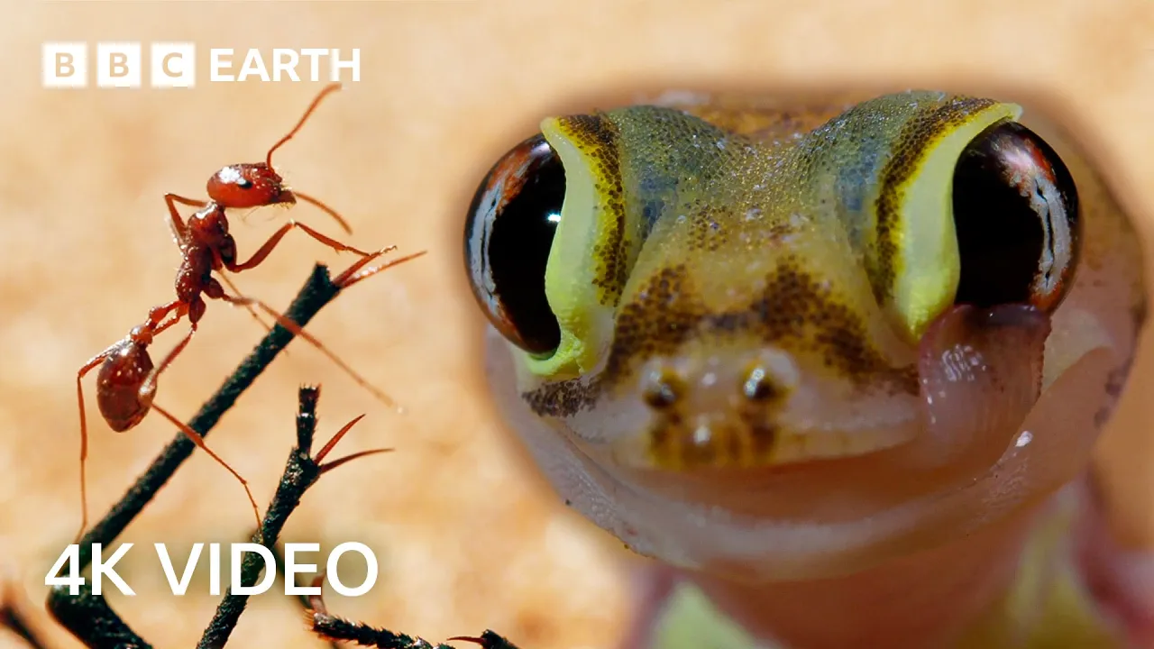 Predator vs Prey Showdowns Narrated by Sir David Attenborough | 4K UHD | BBC Earth