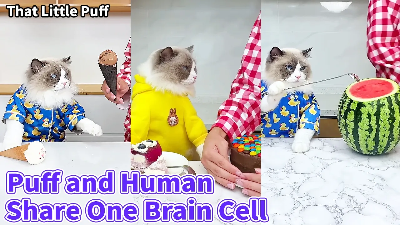 Puff and Human Share One Brain Cell 🐱😂| That Little Puff