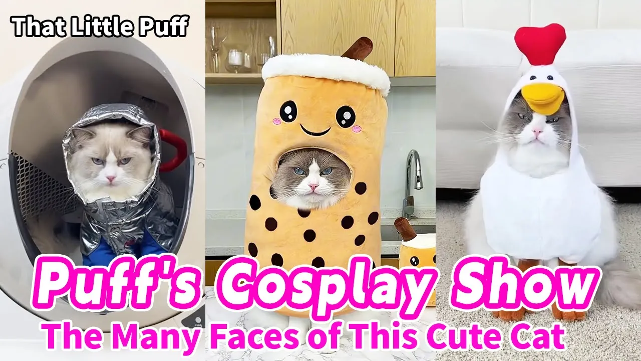Puff's Cosplay Show：The Many Faces of This Cute Cat | That Little Puff