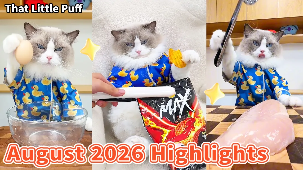 Puff's Most Creative Videos of August 2026  | That Little Puff
