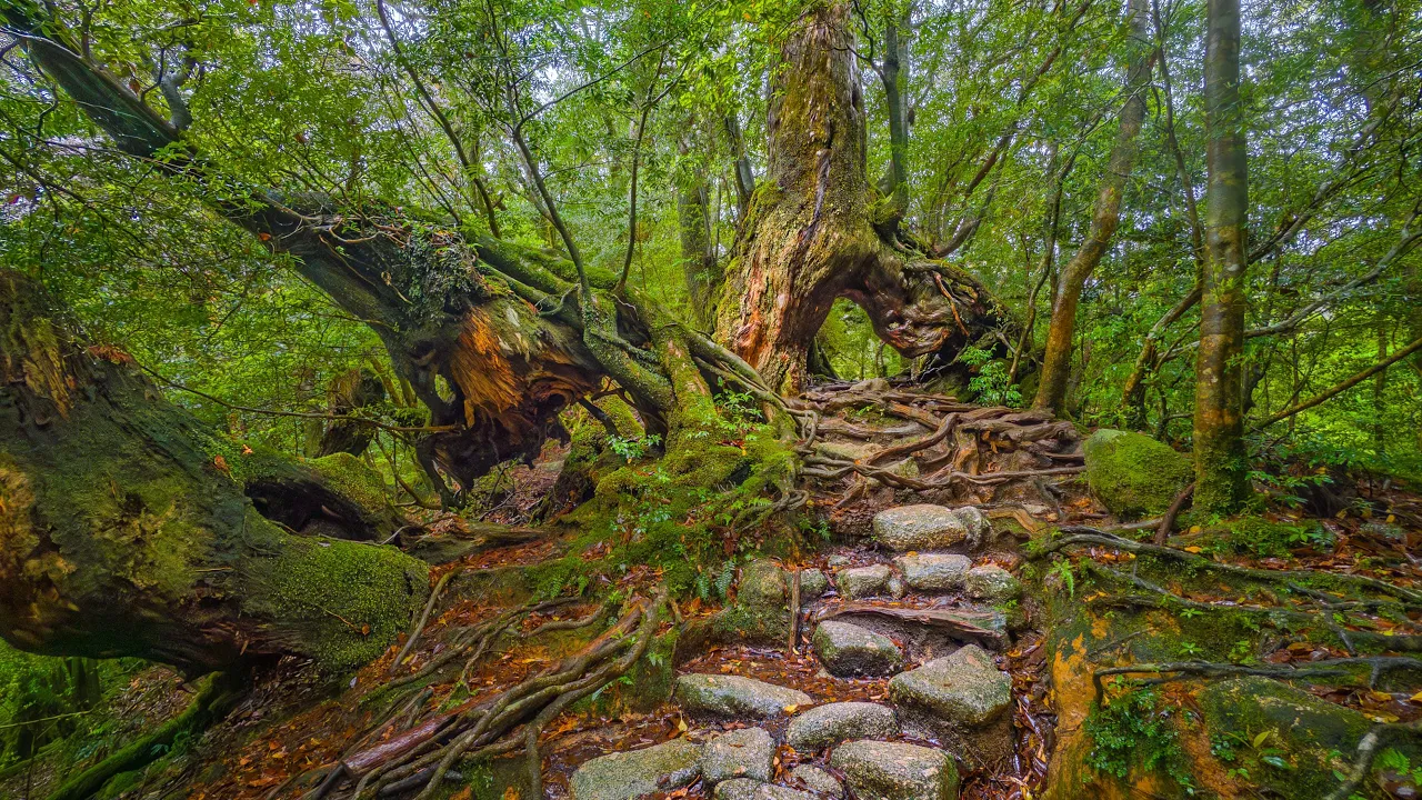 Rain Hike in Kodama Moss Forest | Yakushima, Japan