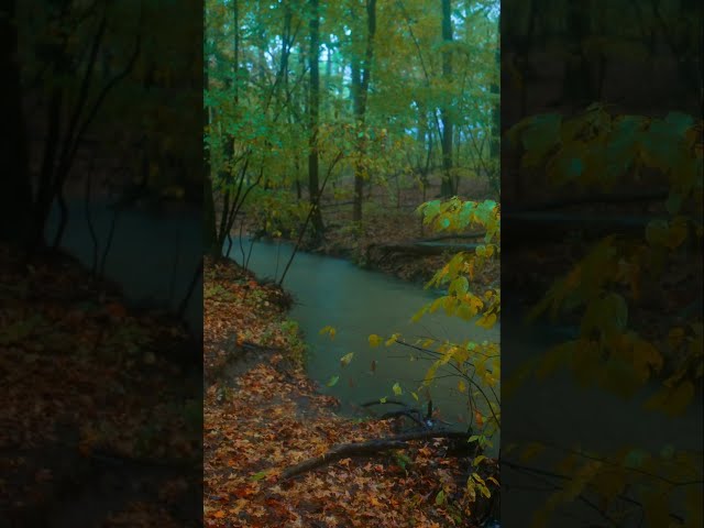 Rainy Autumn in Georgia