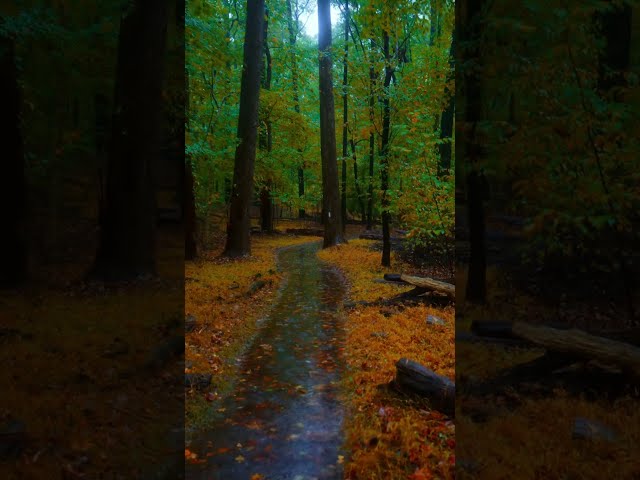 Rainy Autumn walk in Georgia #asmr