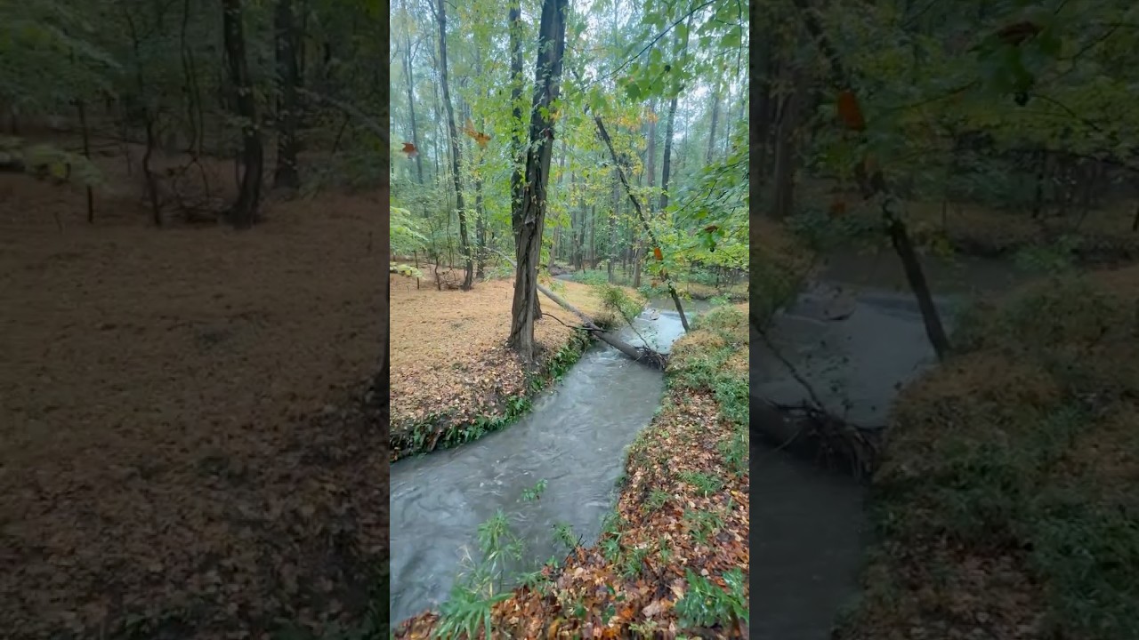 Rainy Autumns on the East Coast #asmr
