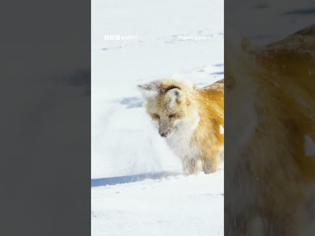 Red foxes rely on their extraordinary hearing to detect rodents moving beneath the snow 🦊 #Shorts