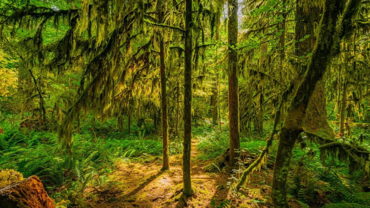 Relaxing 4K Forest Walk – Summer Trails at Lake Desire Area, Washington (Real Nature Sounds)