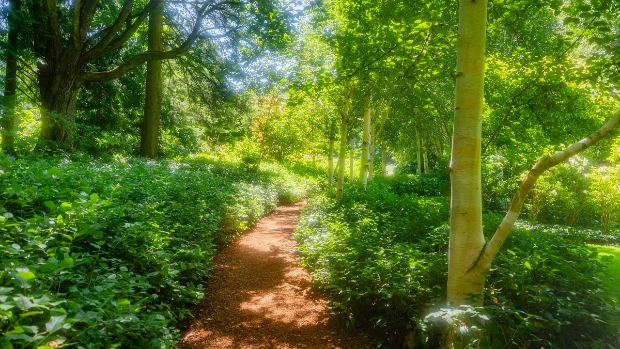 Relaxing Forest Walk with Birds Chirping | Peaceful Summer Nature of Bullitt Fireplace Trail in 4K