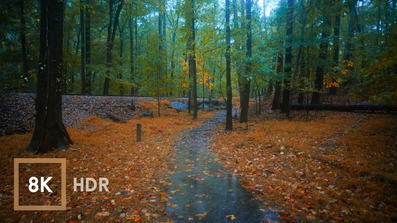 Relaxing Rain Walk, Autumn in Georgia | 8K HDR Rain Sounds for Sleeping ASMR