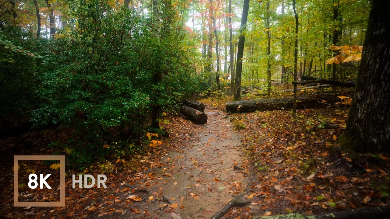 Relaxing Rainy Autumn Walk in Nature | Georgia Rain Sounds for Study and Relaxation 8K