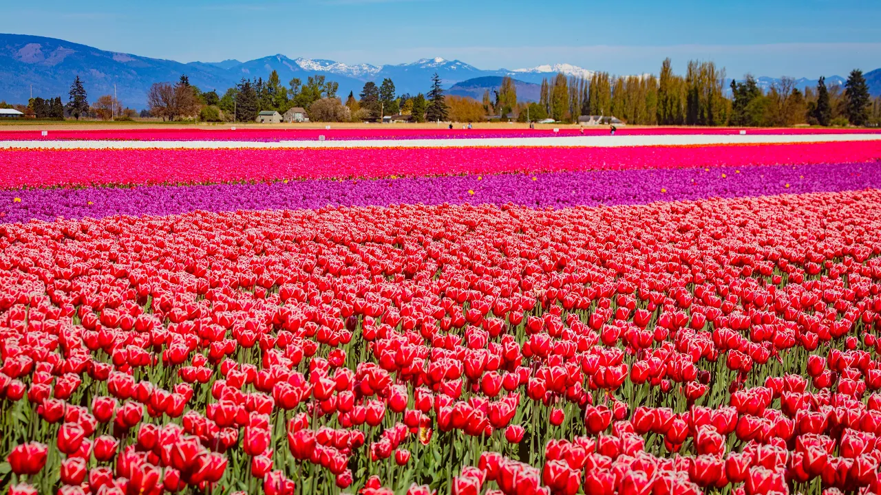 Skagit Valley Tulip Festival in 4K | 10.5 Hours of Spring Bloom (No Loop) & Piano Music