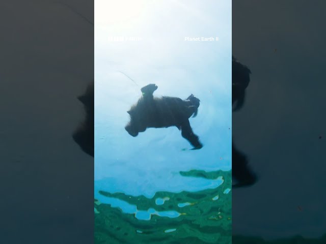Sloths are capable swimmers when they need to travel between patches of forest 🦥 🌞 #Shorts #Nature