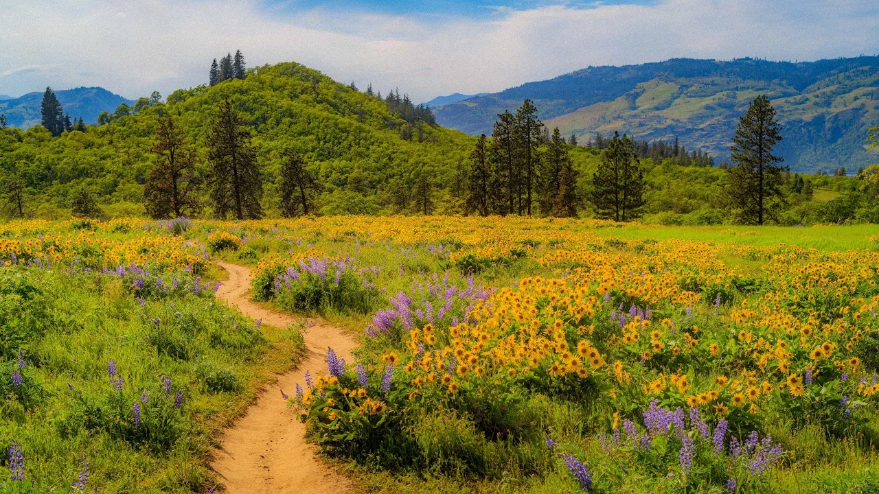 Soft Dreamy Wildflowers & Mountain Views | Vintage Cinematic Nature of Olalla Canyon Ridge Trail 4K