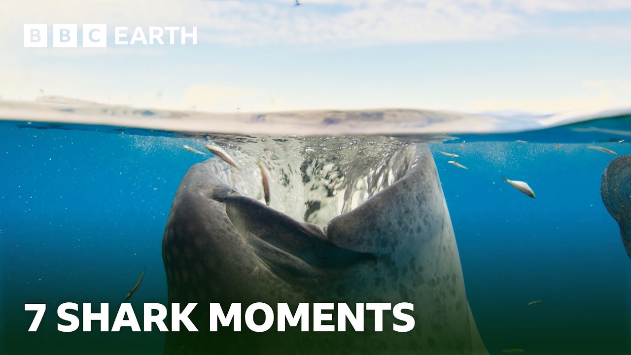 Spectacular Shark Moments | BBC Earth